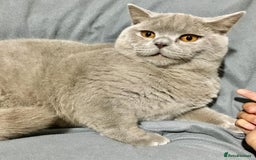 British Shorthair cats for stud: LILAC BOY GCCF Registered ready for Stud service  in Leigh - Image 14
