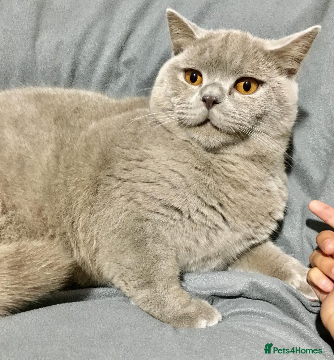 British Shorthair cats for stud: LILAC BOY GCCF Registered ready for Stud service  in Leigh - Image 14