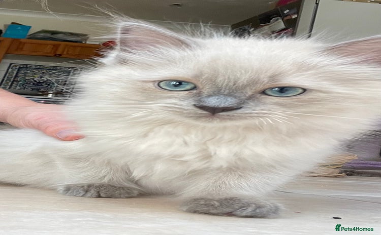 Ragdoll cats - Advert 9