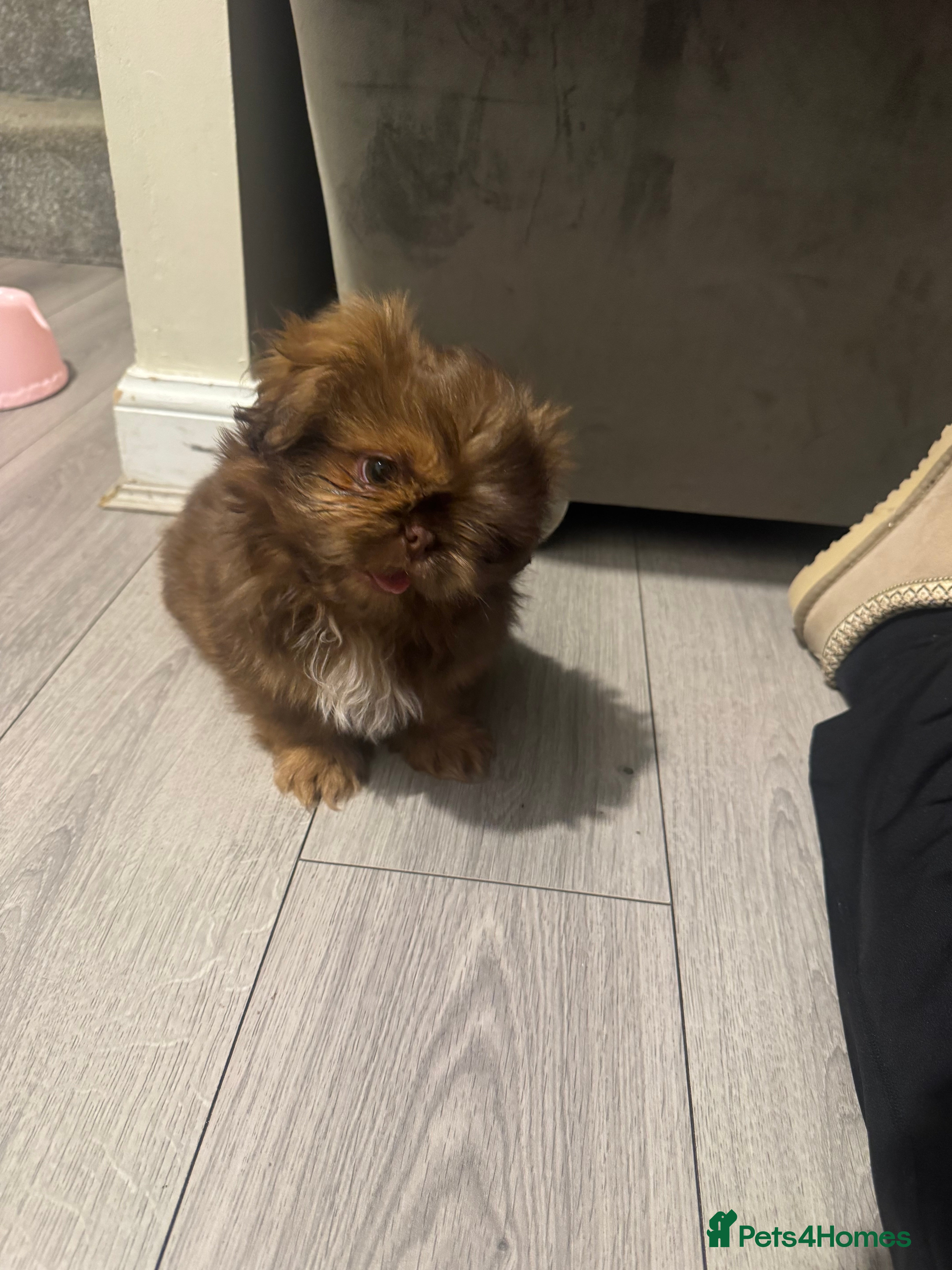 Shih Tzu dogs Chocolate imperial shihtzu puppies READY NOW - Advert 7