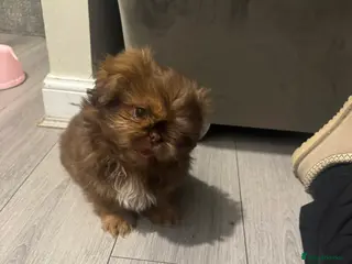 Shih Tzu dogs Chocolate imperial shihtzu puppies READY NOW - Advert 7