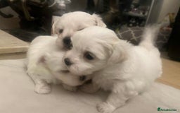 Maltese dogs for sale: 3 Maltese puppy’s  - Image 4