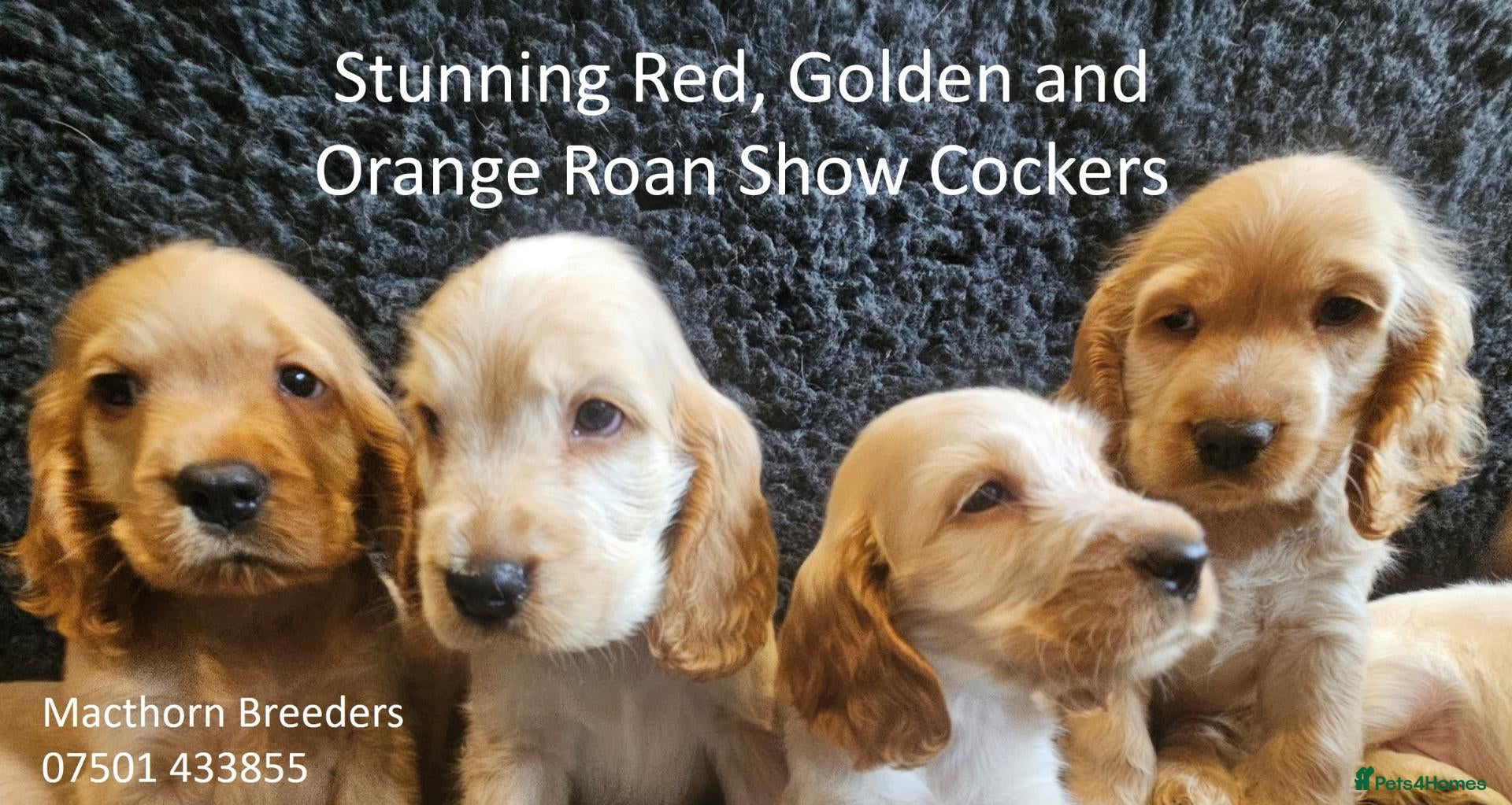Cocker Spaniel dogs Stunning Show Cockers - Crufts Champion Pedigree - Advert 8