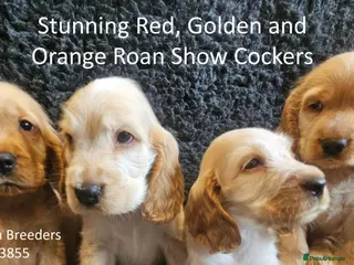 Cocker Spaniel dogs Stunning Show Cockers - Crufts Champion Pedigree - Advert 8