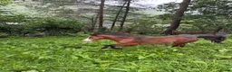 Welsh Section A horses for sale: Section A stallion  in Ebbw Vale - Advert 3