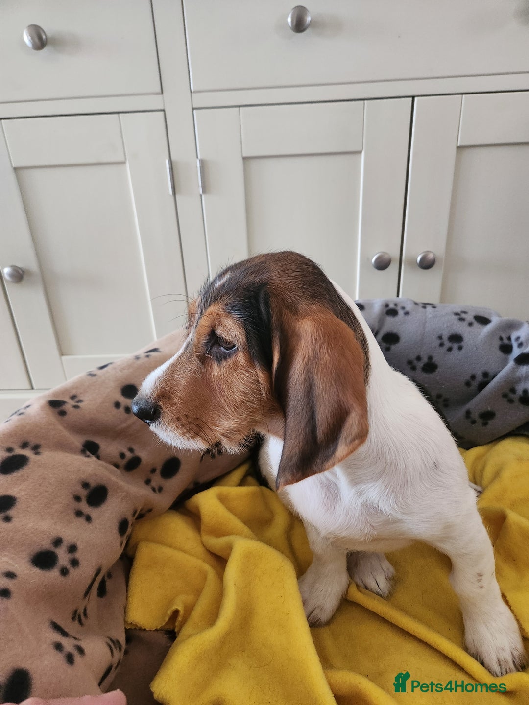 Basset Griffon Vendeen dogs for sale: Petite x English  - Advert 5