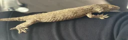 Gecko reptiles for sale: Baby Leachie Gecko - Advert 3