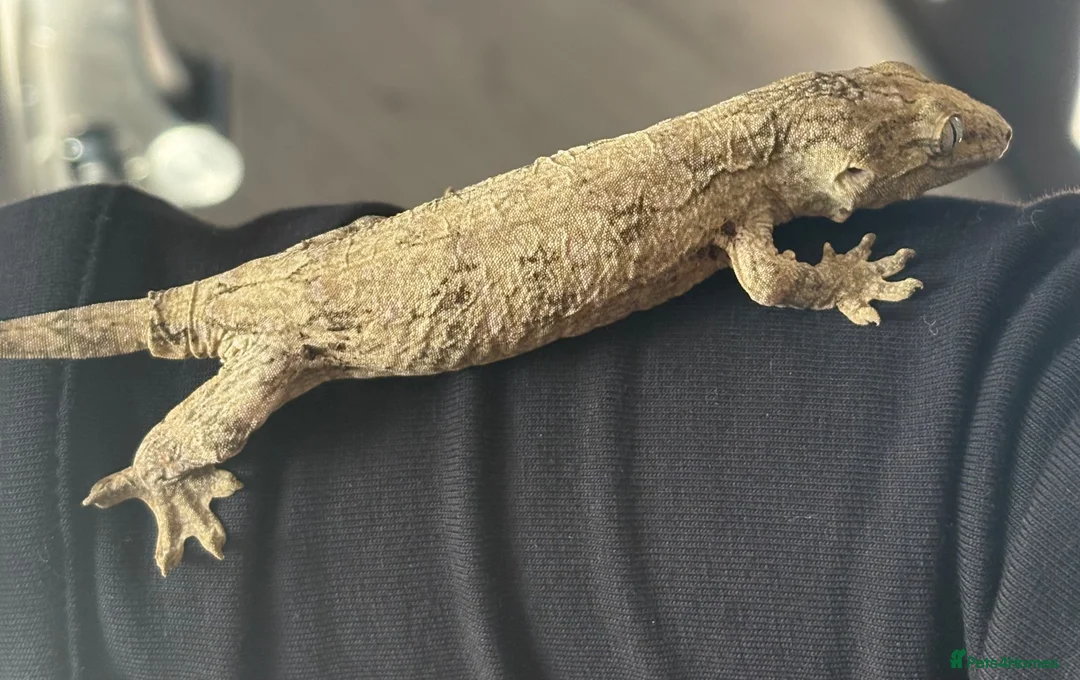 Gecko reptiles for sale: Baby Leachie Gecko - Advert 3