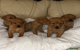 Labrador Retriever dogs for sale: 5 Fox Red Labrador Puppies  - Image 2