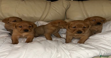 Labrador Retriever dogs - Advert 2