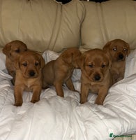 Labrador Retriever dogs - Advert 2