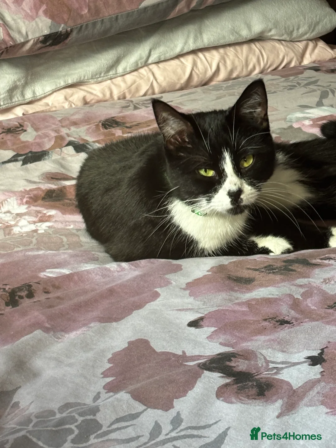 Mixed Breed cats for sale: Tuxedo cat  **   in Chesterfield - Advert 4