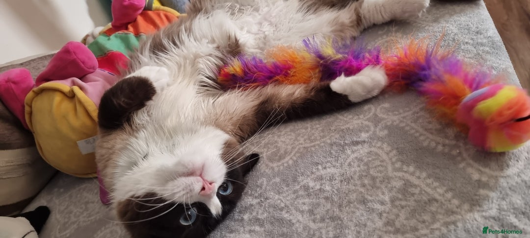 Ragdoll cats for stud: Ragdoll Stud - Max (Seal Bicollor)  - Image 8