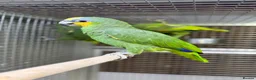 Parrots birds for sale: Baby amazon  - Advert 4