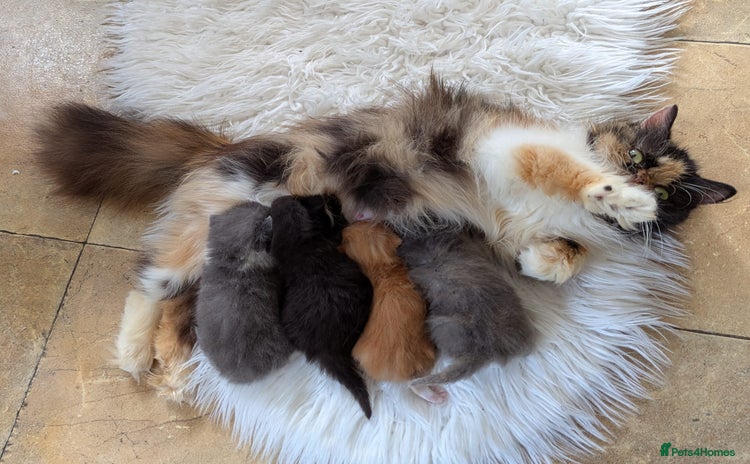 Persian cats - Advert 2