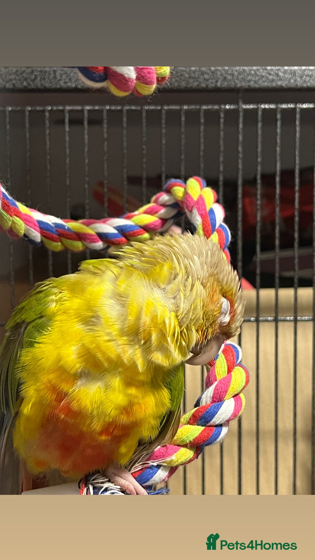 Conures birds for sale: Gorgeous bonded pair of pineapple conures  - Advert 2