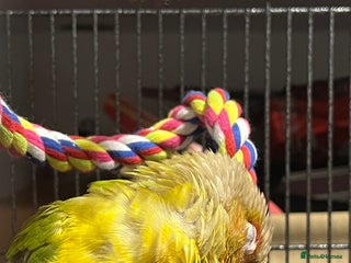 Conures birds Gorgeous bonded pair of pineapple conures - Advert 1