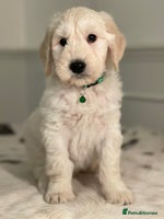 Goldendoodle dogs - Advert 10