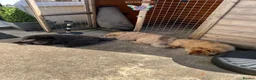 Chow Chow dogs for sale: Ready to Leave! 2 Beautiful Chow Chows 💙🩷 - Advert 4