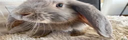Mini Lop rabbits for sale: 🐰 Beautiful Bunny’s 🐰  - Advert 9