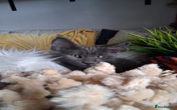 Maine Coon cats for sale: Maine Coon XL purebred active - Image 32