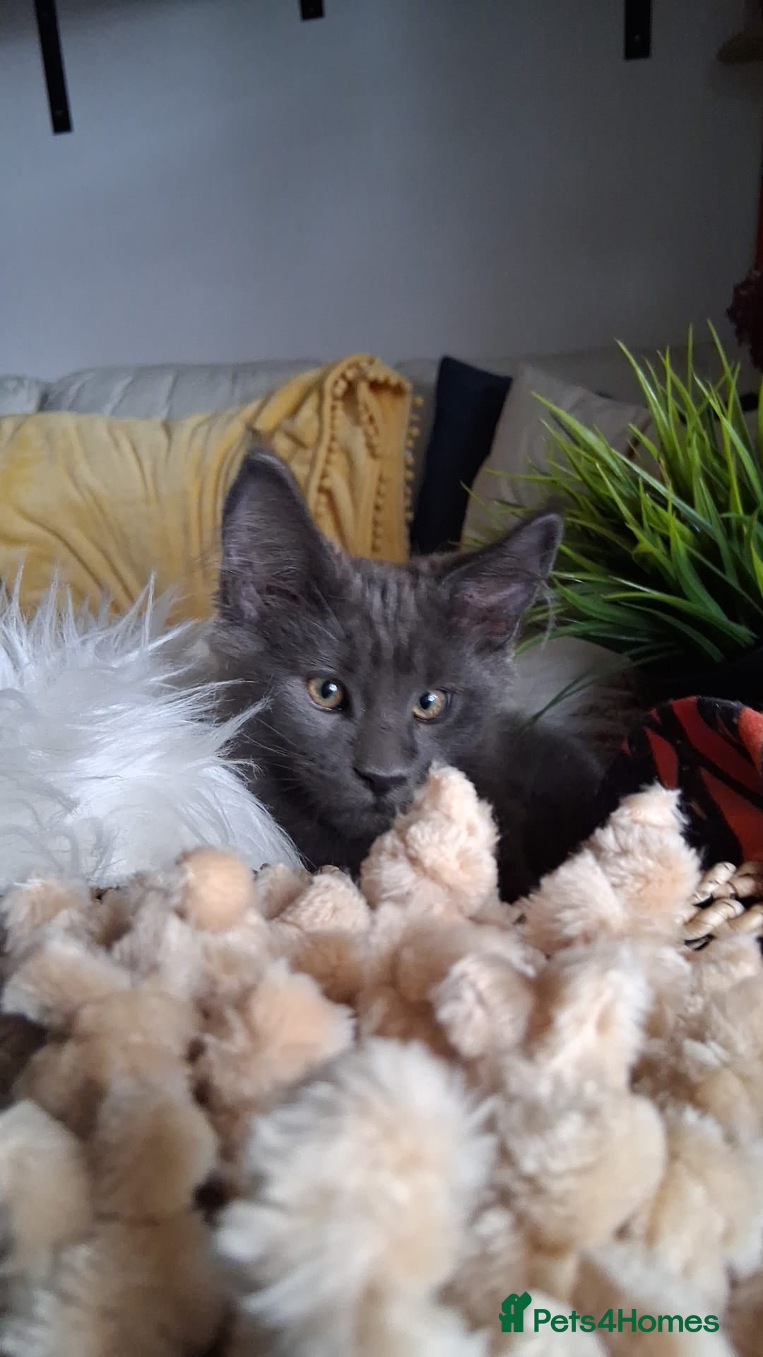 Maine Coon cats for sale: Maine Coon XL purebred active - Image 32