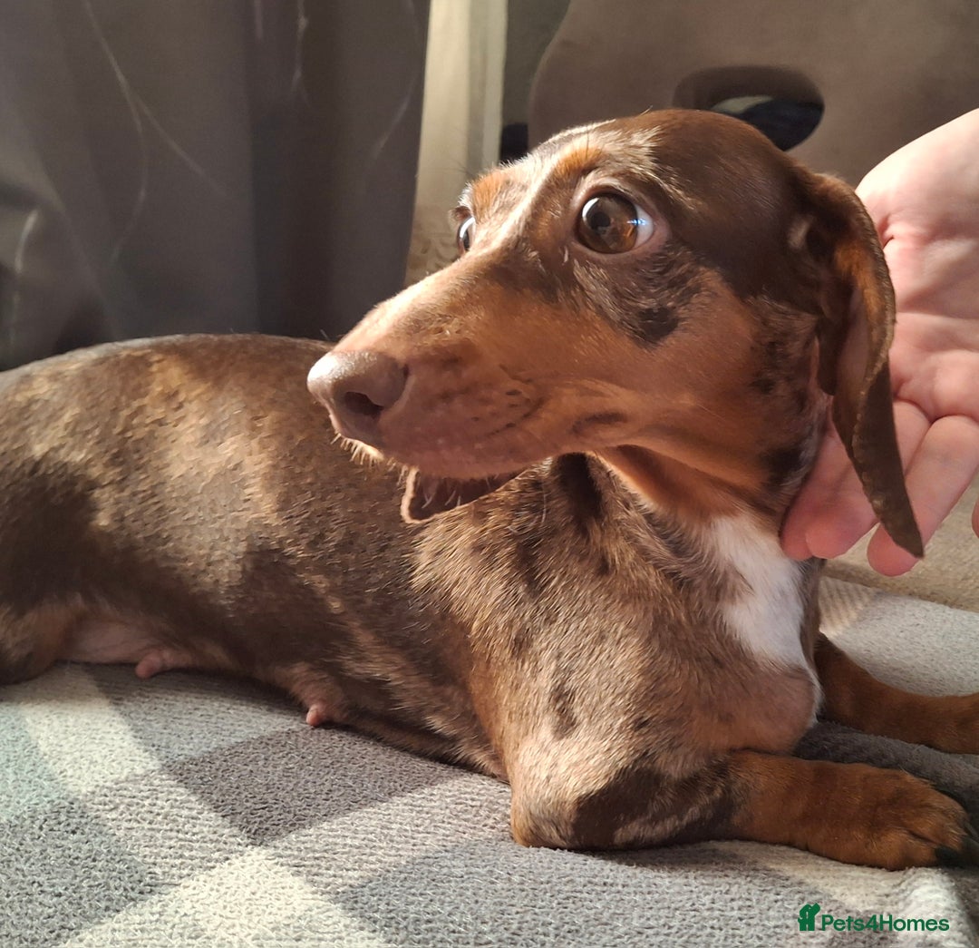 Dachshund dogs for sale: Beautiful Dachshund Puppies looking for a Home - Advert 1