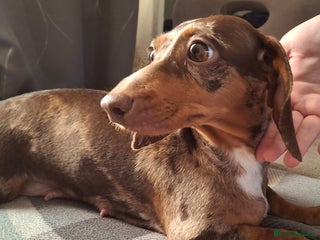 Dachshund dogs Beautiful Dachshund Puppies looking for a Home - Advert 1