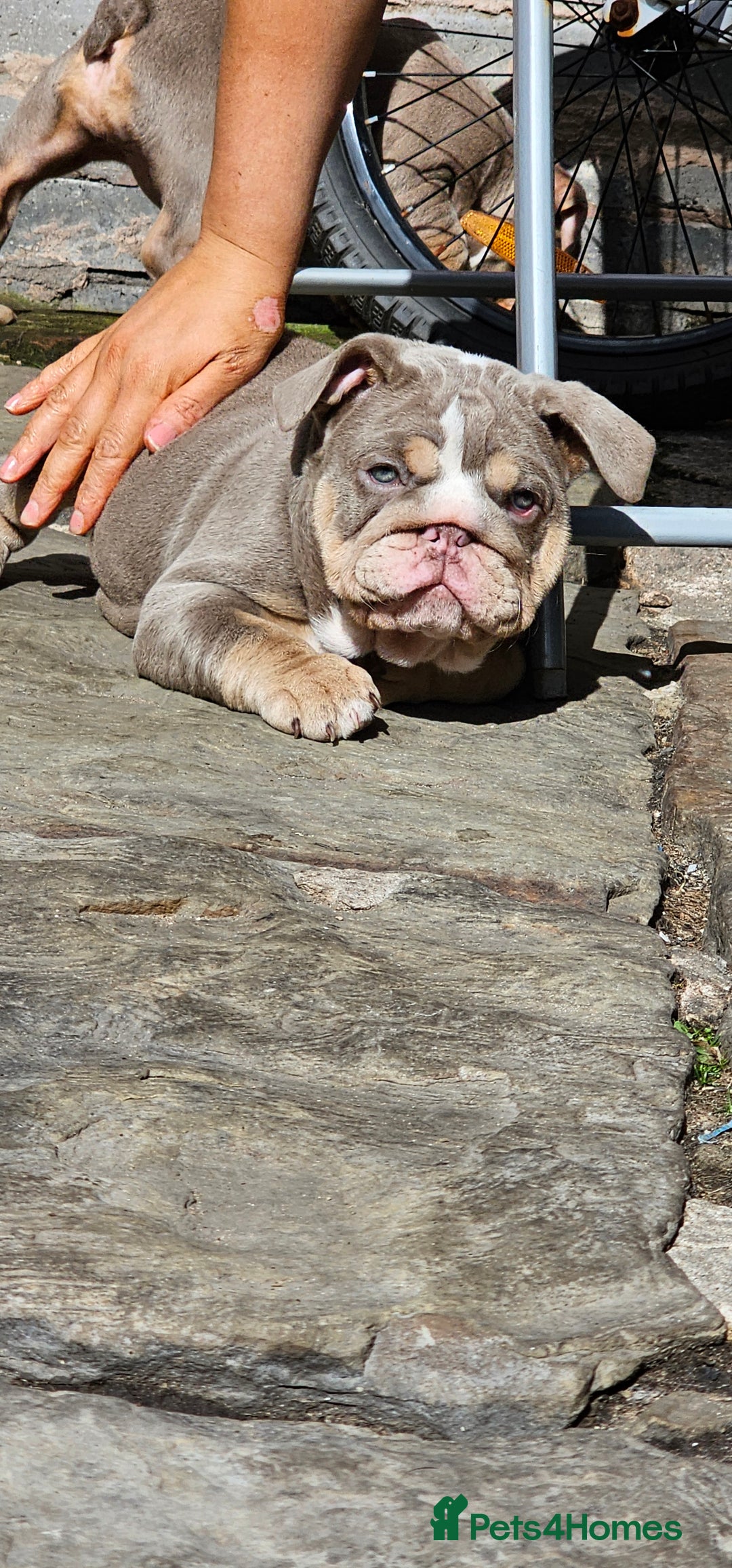 English Bulldog dogs for sale: Final Female English Bulldog available - Image 29