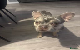 French Bulldog dogs for sale: 1 1/2 yr old French bulldog - Advert 3