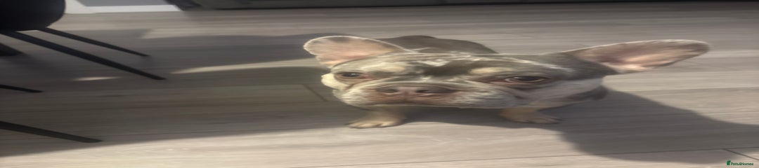 French Bulldog Puppy 1