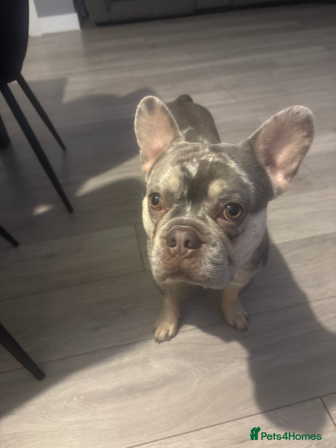 French Bulldog dogs for sale: 1 1/2 yr old French bulldog - Advert 3