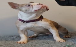 Boston Terrier dogs for sale: Rare Merle Champagne Boston Terriers - Image 3