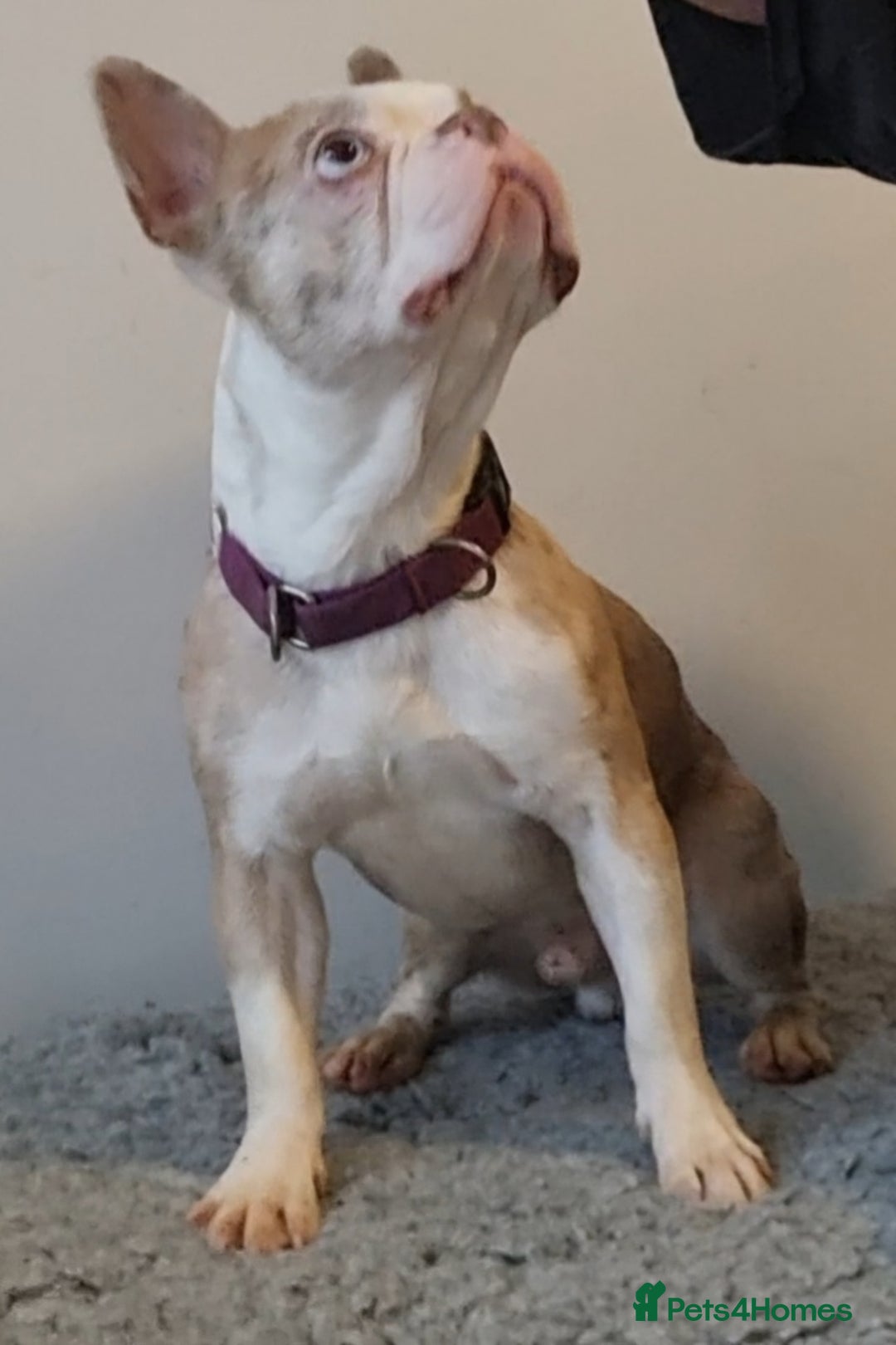 Boston Terrier dogs for sale: Rare Merle Champagne Boston Terriers - Image 3