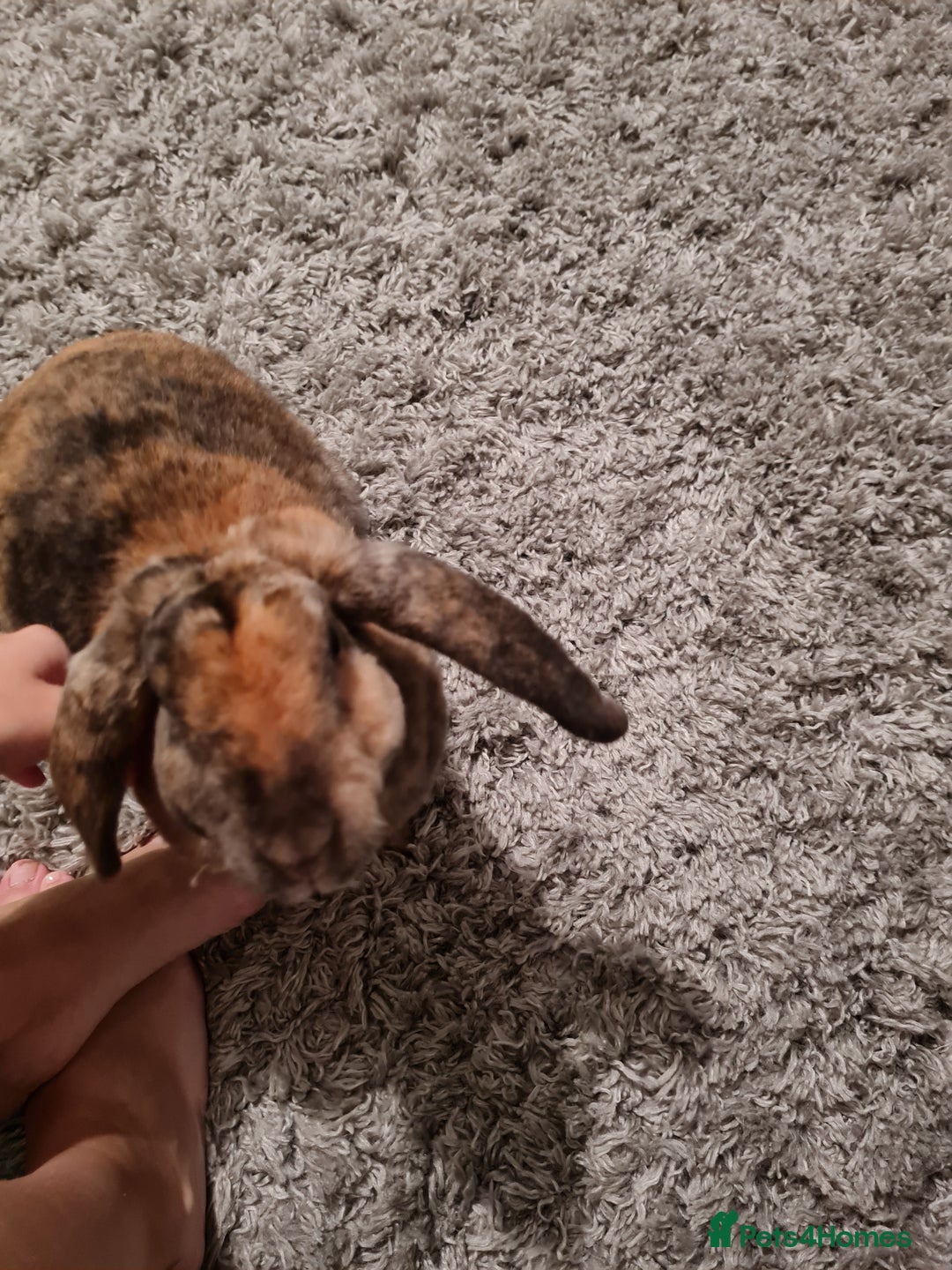 Mixed Breed rabbits for sale: Whisky & Ozzy - Advert 3