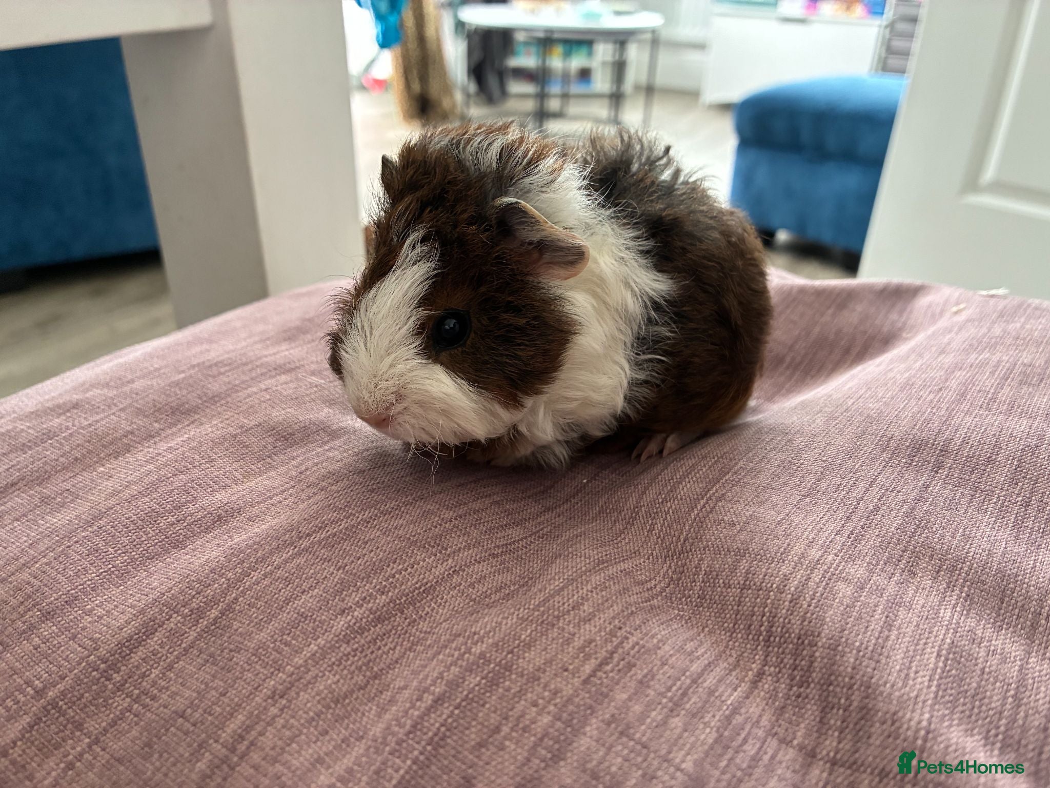 Guinea Pig rodents Male baby guinea pig for sale - Advert 2