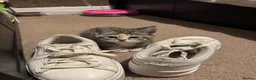 Mixed Breed cats for sale: Sphynx cross kittens - Advert 2