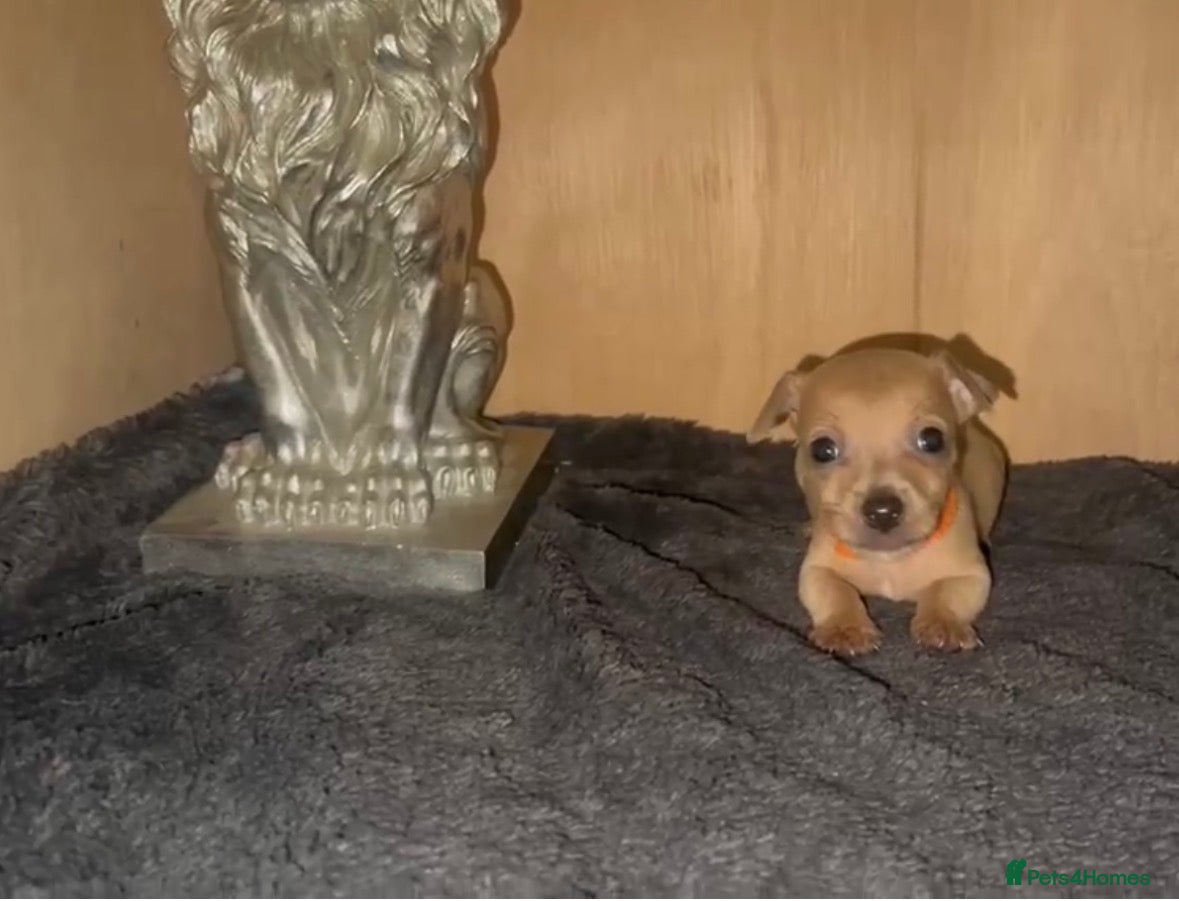 Jack Russell dogs Beautiful Jack Russell pups  - Advert 2