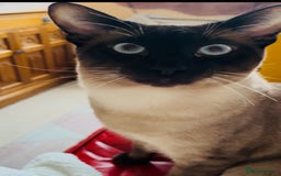 Siamese cats for stud: Seal Point Siamese Boy - Image 3