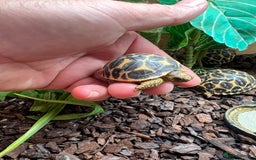 Tortoise reptiles for sale: Indian star tortoise  - Image 5