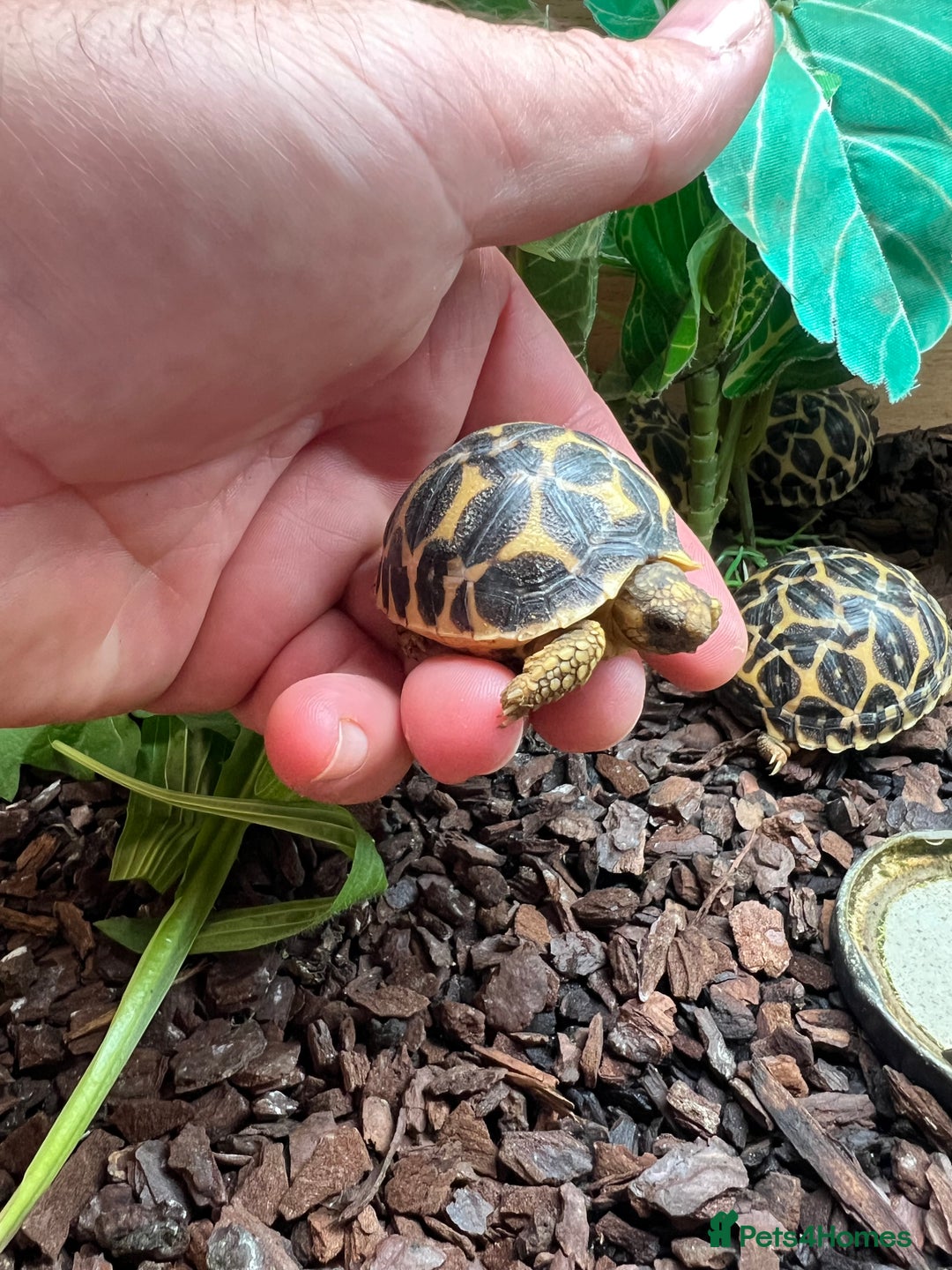 Tortoise reptiles for sale: Indian star tortoise  - Image 5