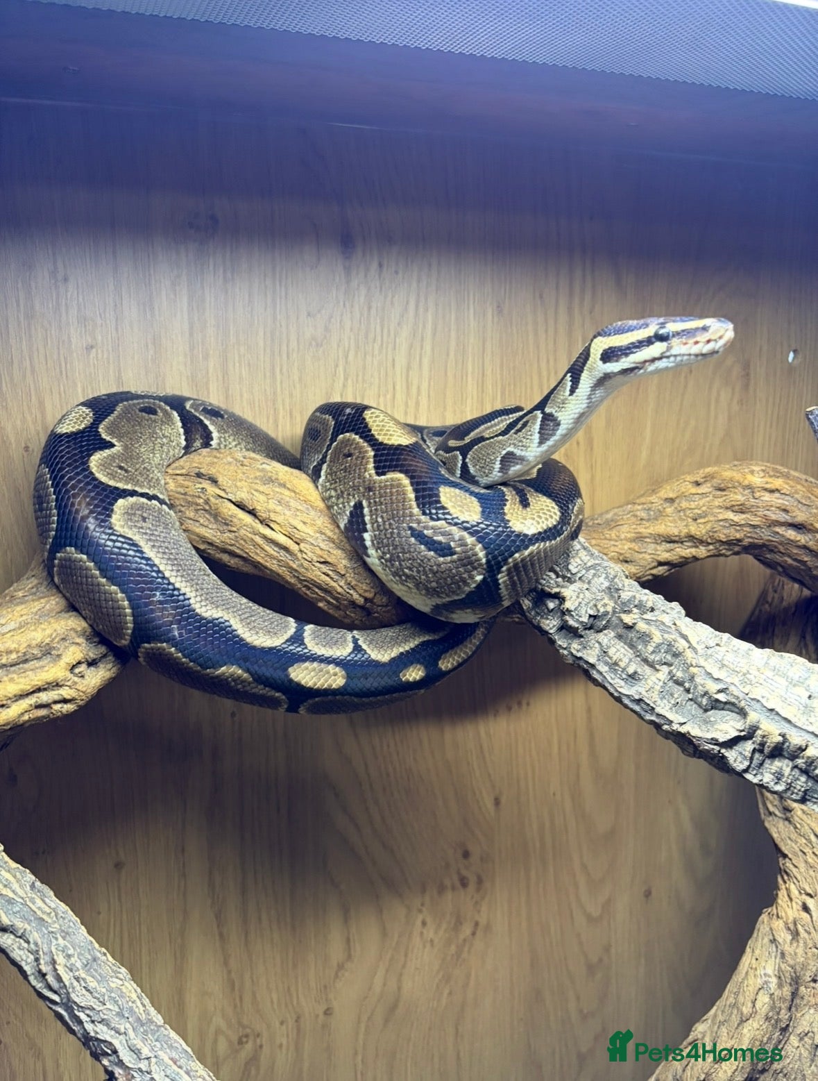 Python Snake reptiles Male royal python and full set up  - Advert 1