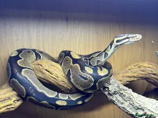 Python Snake reptiles Male royal python and full set up - Advert 1