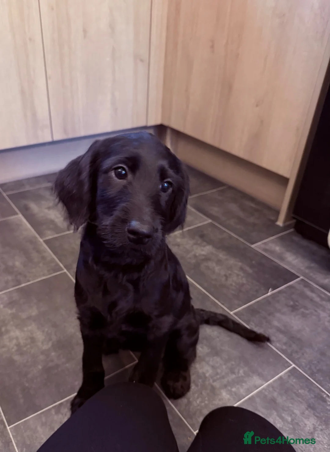 Labradoodle dogs for sale: Labradoodle - Advert 7