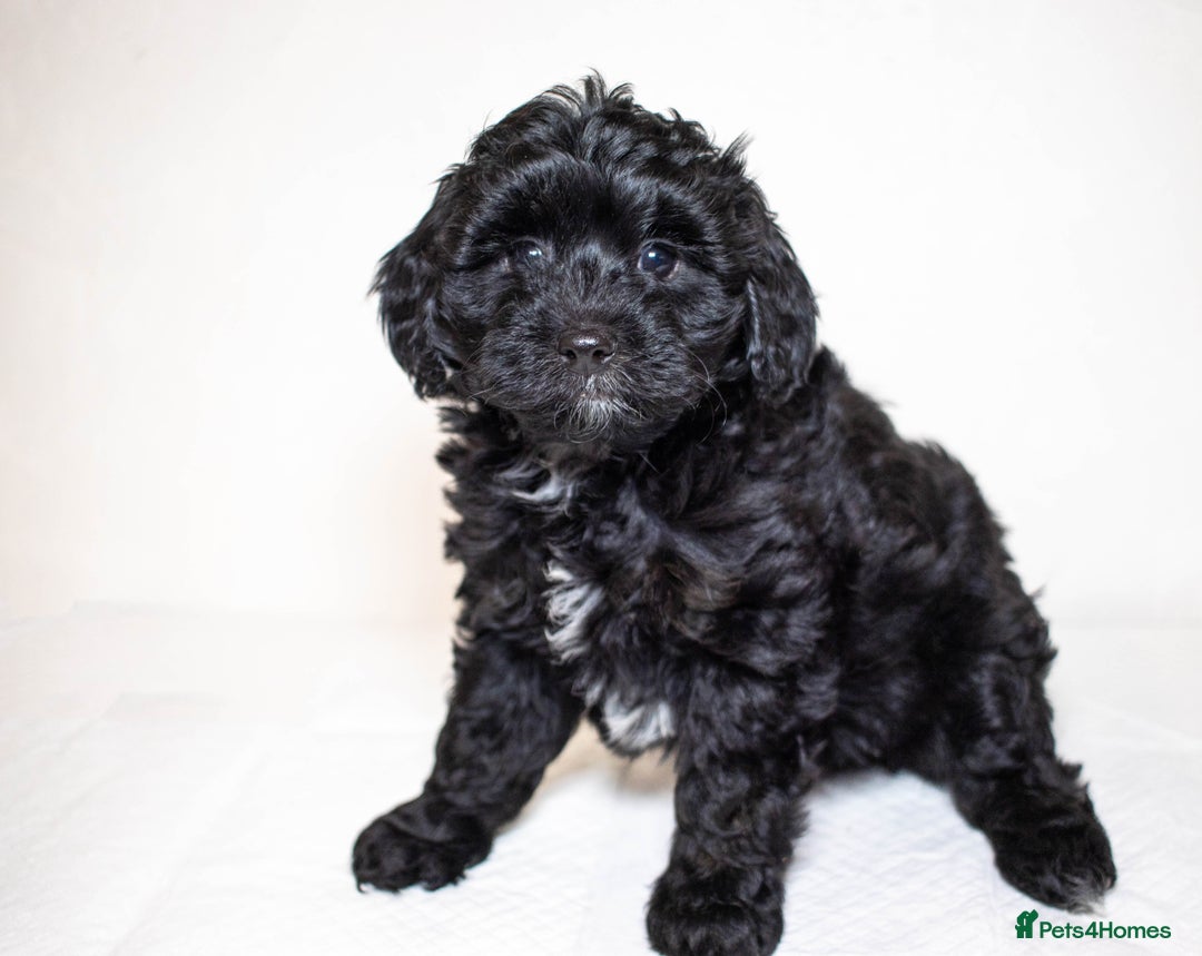 Mixed Breed dogs for sale: Havapoo. F1. Super healthy. - Image 14