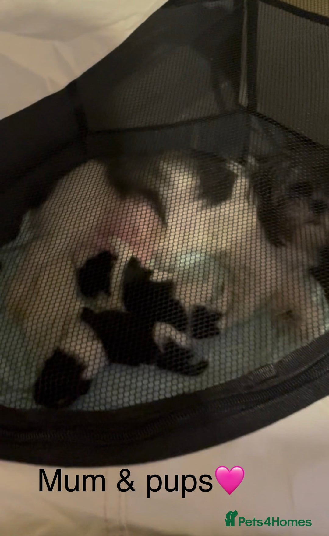 Shih Tzu dogs for sale: Shih Tzu puppies  - Advert 3
