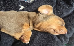 Miniature Dachshund dogs for sale: Miniature Dashaund puppies - Image 12