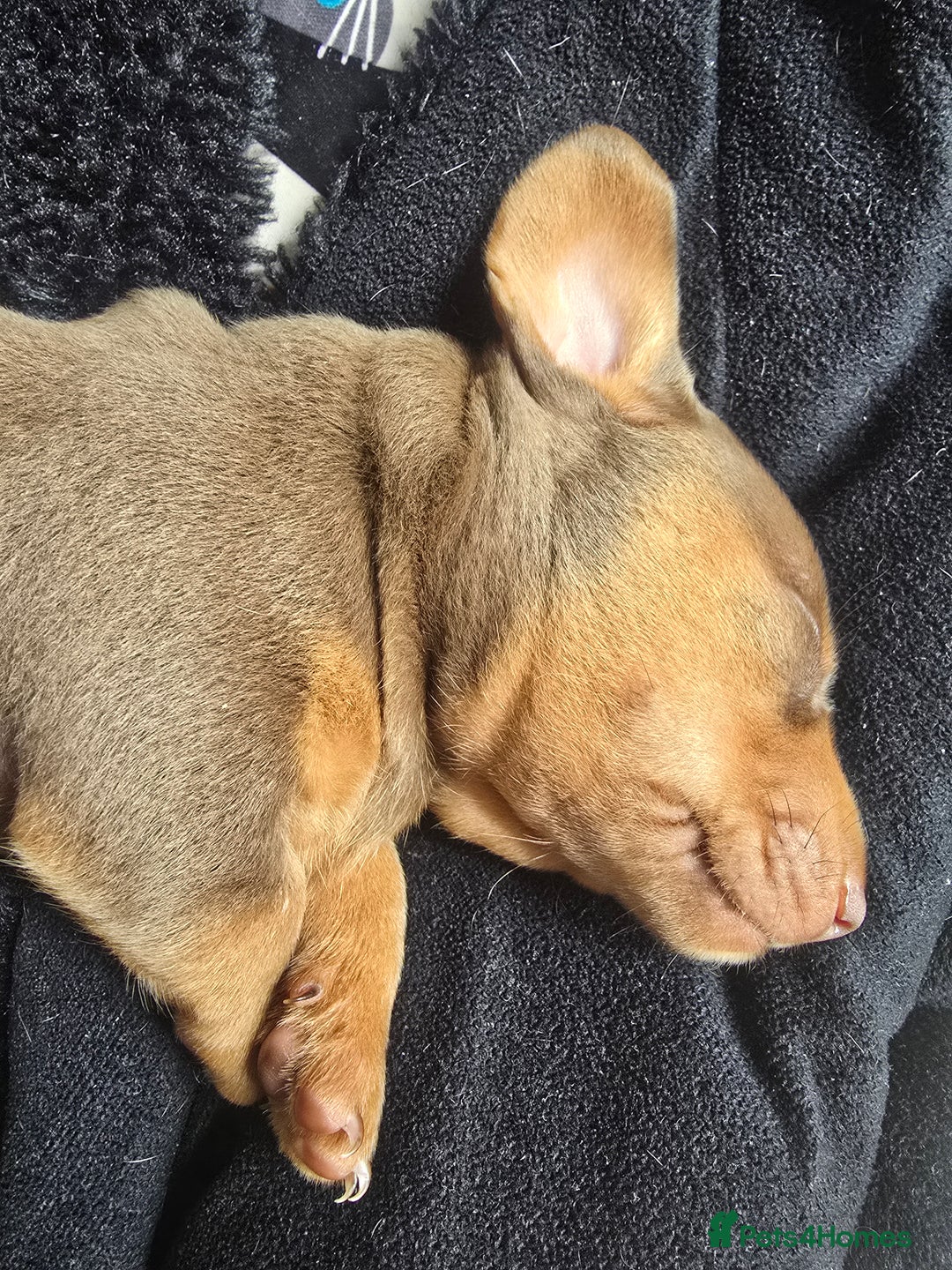Miniature Dachshund dogs for sale: Miniature Dashaund puppies - Image 12