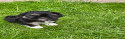Shih Tzu dogs for sale: Shitzu boy in Coventry - Advert 4