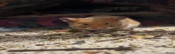 Hamster rodents for sale: Grown on hamsters  - Advert 2